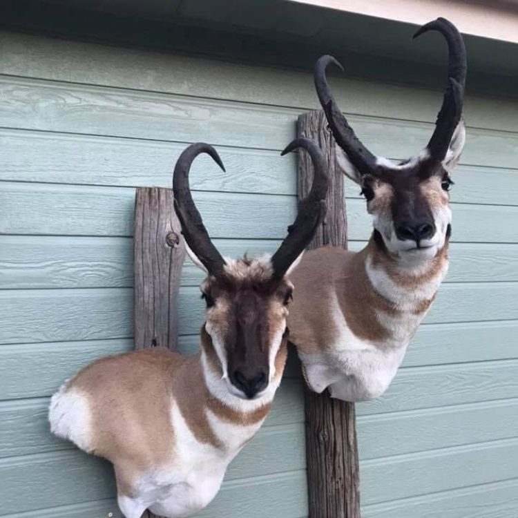 Antelope Bucks